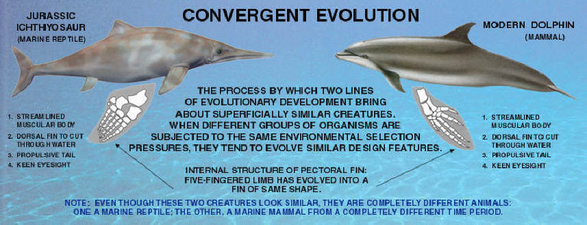 CONVERGENT EVOLUTION (1)